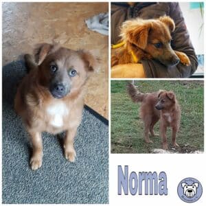 Norma in 56249 Herschbach *vermittelt*