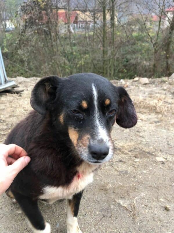DAFNE - reserviert TH Andernach  - vermittelt – Bild 8