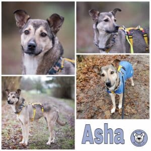 Asha in 18311 Ribnitz Damgarten *vermittelt*