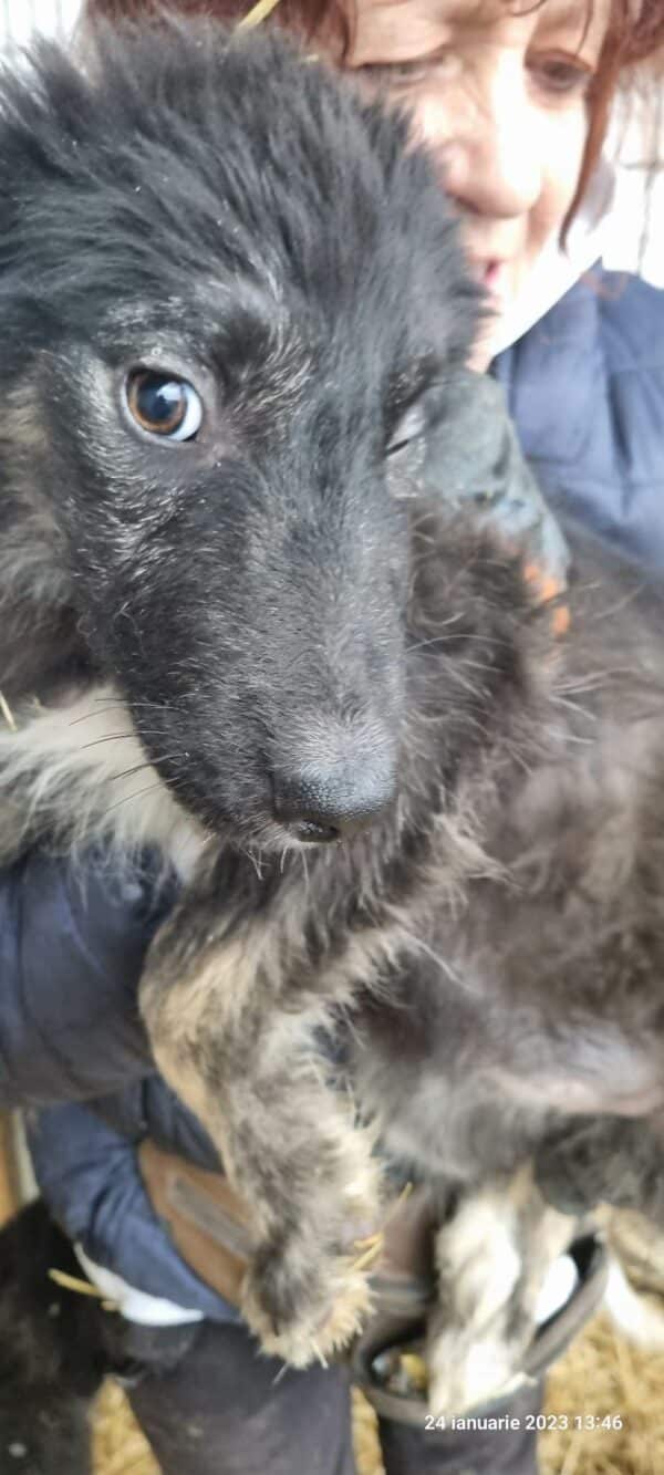NAHLA - ausgereist zur Tierhilfe Lebenswert – Bild 3