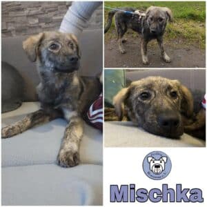 Mischka in 56637 Plaidt *vermittelt*