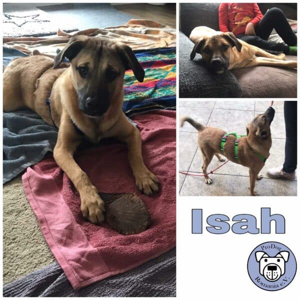 Isah in 92318 Neumarkt *vermittelt*