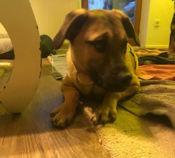Isah in 92318 Neumarkt *vermittelt* – Bild 6