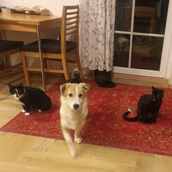 Flummy in 38640 Goslar *vermittelt* – Bild 5