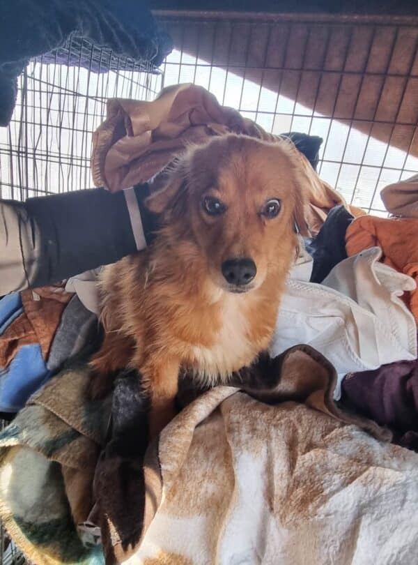 LOTTIE - reserviert für Tierhilfe Lebenswert  - vermittelt – Bild 2