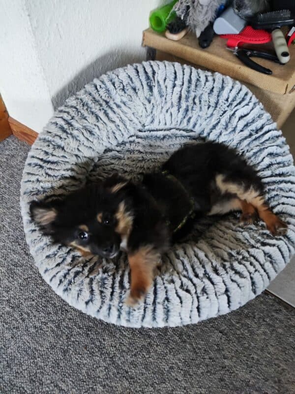 Mabel in 21493 Möhnsen *vermittelt* – Bild 6