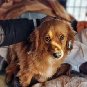 LOTTIE - reserviert für Tierhilfe Lebenswert  - vermittelt