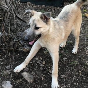 ASHTON - sollte zeitnah reisen- wird gemobbt - vermittelt