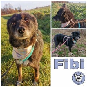 Fibi in 18311 Ribnitz Damgarten *vermittelt*