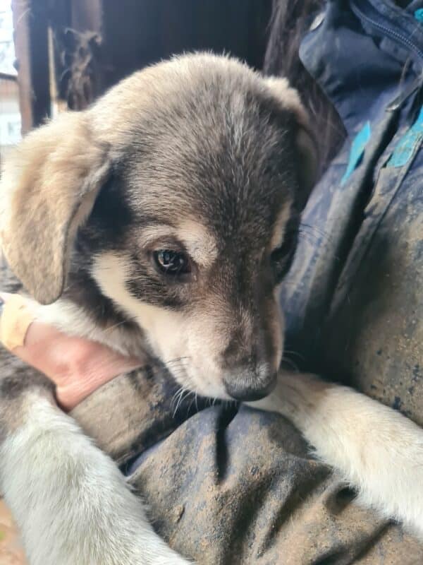 FLIPPY - reserviert Tierhilfe Lebenswert DR 15.02. - vermisst 02/23 – Bild 2