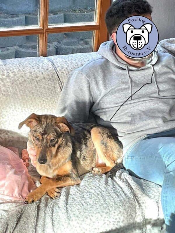 Miss Pepper in 21220 Seevetal *vermittelt* – Bild 2