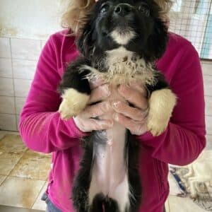 MARLIE - reserviert Manuela  - vermittelt