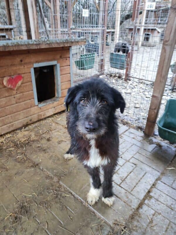 OLAF (♂) - deformierte/instabile Vorderpfote - seit mind. 2023 im Shelter – Bild 9