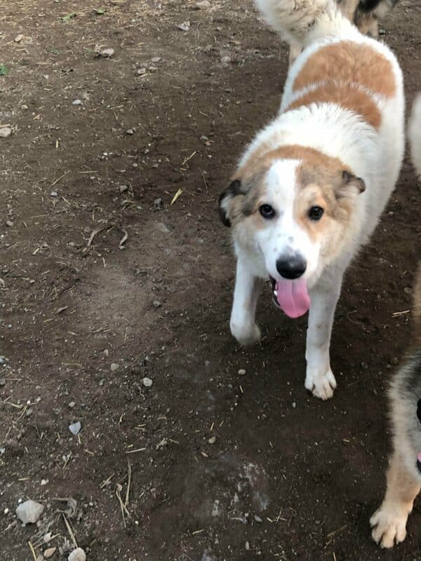 BENNY - ausgereist zum TH Filderstadt – Bild 9