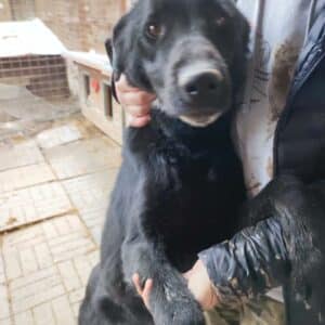 TITOU - reserviert Manuela  - vermittelt