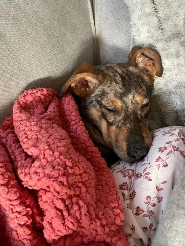 Miss Pepper in 21220 Seevetal *vermittelt* – Bild 3