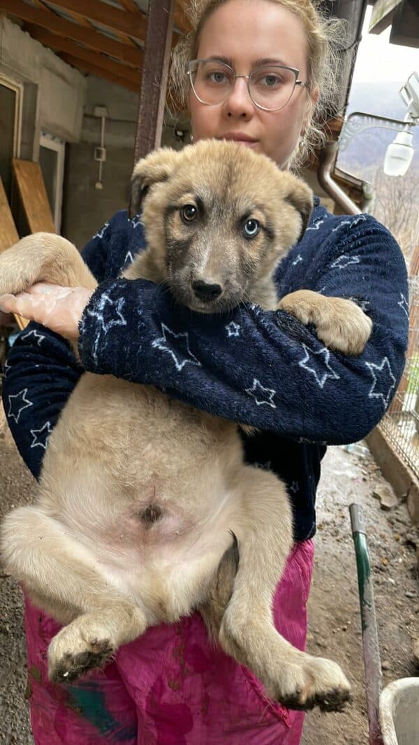 BARI - reserviert Kinder- und Tierschutzhof Hahnenberg  - vermittelt – Bild 2