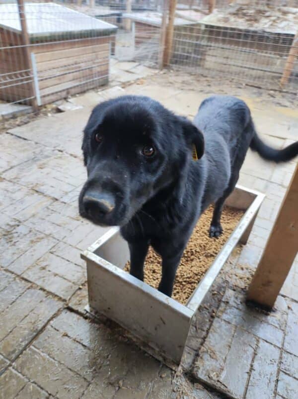 TITOU - reserviert Manuela  - vermittelt – Bild 3