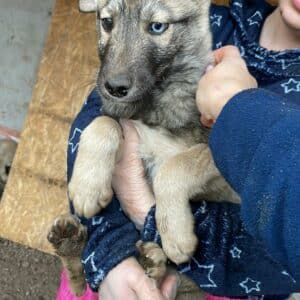 WINNETOU - reserviert Kinder- und Tierschutzhof Hahnenberg  - vermittelt