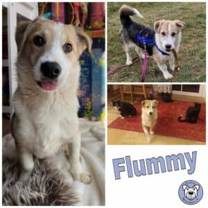 Flummy in 38640 Goslar *vermittelt*