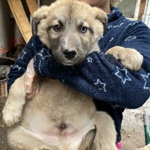 BARI - reserviert Kinder- und Tierschutzhof Hahnenberg  - vermittelt