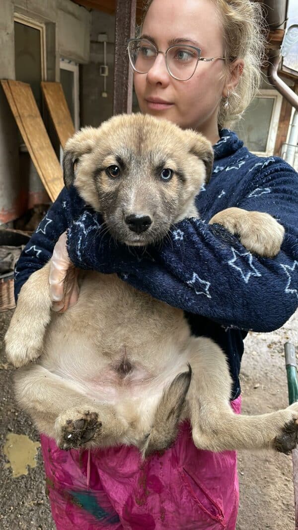BARI - reserviert Kinder- und Tierschutzhof Hahnenberg  - vermittelt