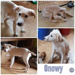 Snowy in 56249 Herschbach *vermittelt*