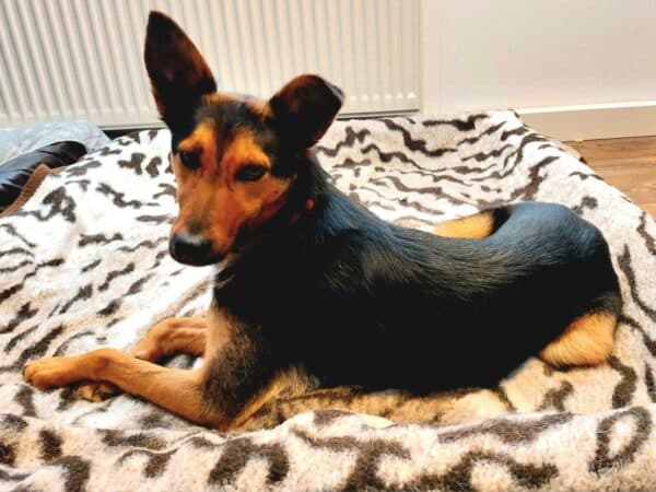 Ariana in 78713 Schramberg *vermittelt* – Bild 5