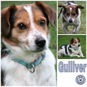 Gulliver in 24960 Munkbrarup/b. Flensburg *vermittelt*