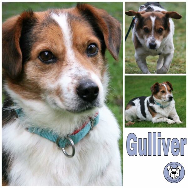 Gulliver in 24960 Munkbrarup/b. Flensburg *vermittelt*
