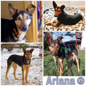Ariana in 78713 Schramberg *vermittelt*