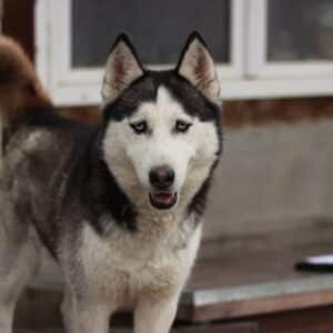 SORA (*Maya) - ausgereist zu Huskyland