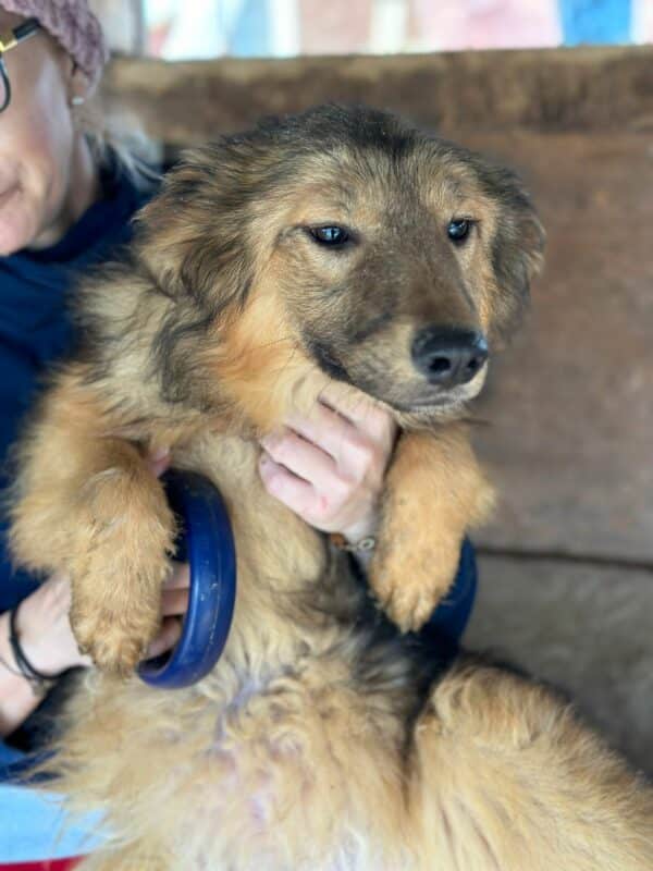 SONNE (♀)- ausgereist zur Hundehilfe Kreta e.V. (NU) – Bild 11