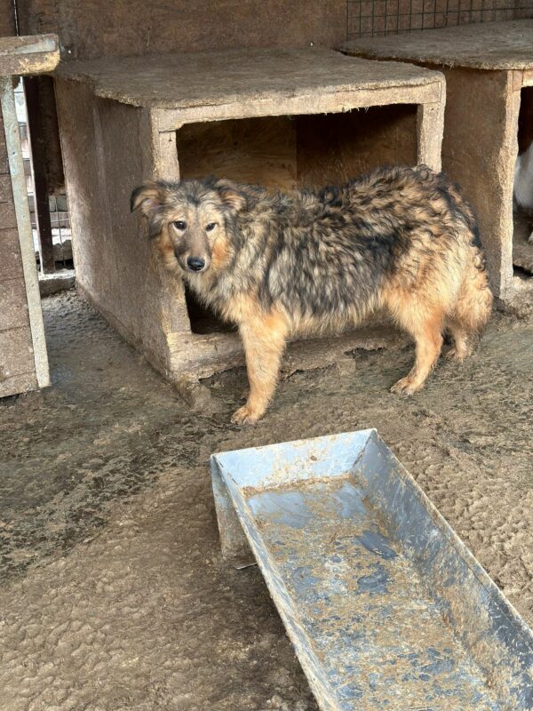 SONNE (♀)- ausgereist zur Hundehilfe Kreta e.V. (NU) – Bild 8
