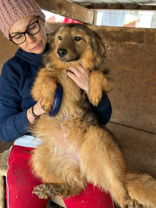 SONNE (♀)- ausgereist zur Hundehilfe Kreta e.V. (NU) – Bild 13