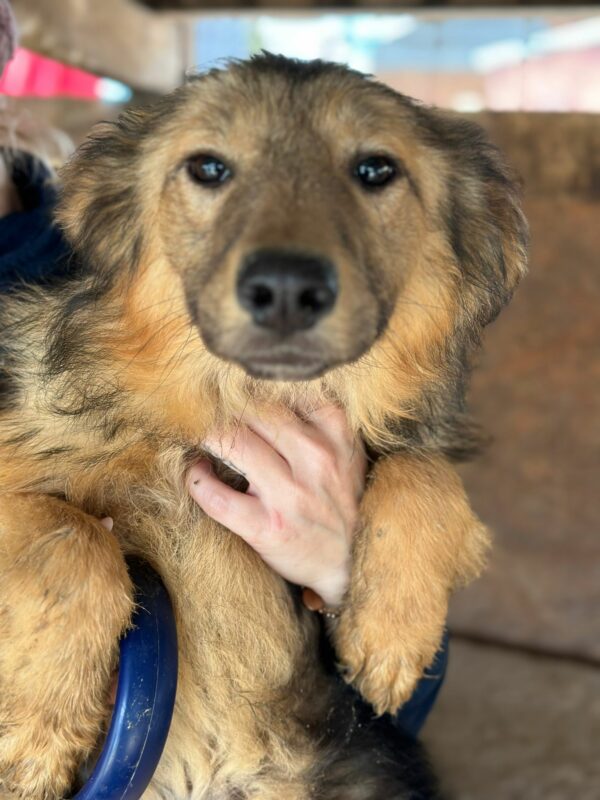 SONNE (♀)- ausgereist zur Hundehilfe Kreta e.V. (NU) – Bild 12