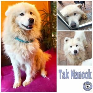 TAK NANOOK in 99636 Ostramondra *vermittelt*