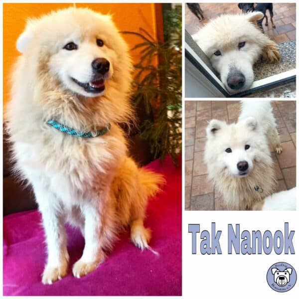 TAK NANOOK in 99636 Ostramondra *vermittelt*