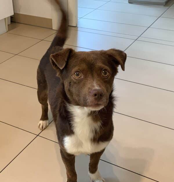 Bruno in 47877 Willich *vermittelt*