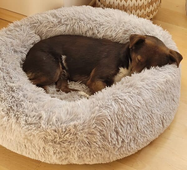 Bruno in 47877 Willich *vermittelt* – Bild 2