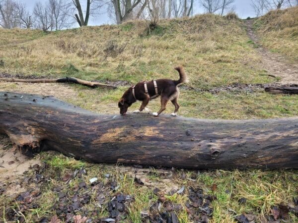 Bruno in 47877 Willich *vermittelt* – Bild 3