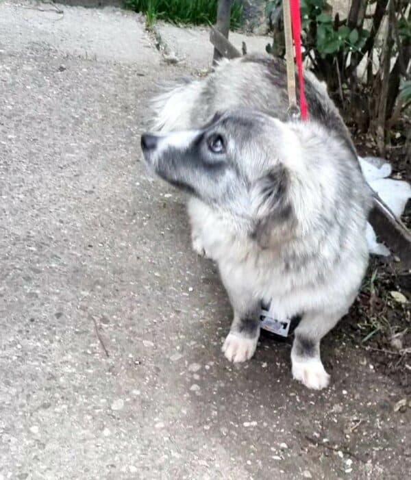 HOLLY (*Sascha) - reserviert Tierhilfe Lebenswert DR 28.02. - vermittelt – Bild 4