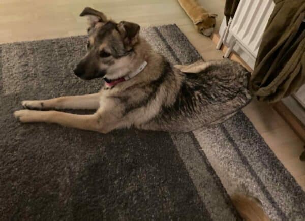 Shiro in 24354 Rieseby - vermittelt – Bild 3