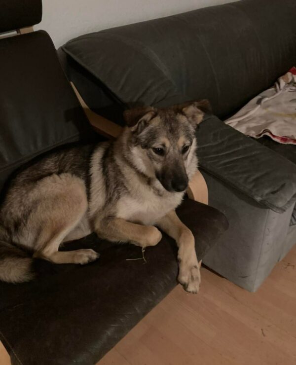 Shiro in 24354 Rieseby - vermittelt – Bild 5