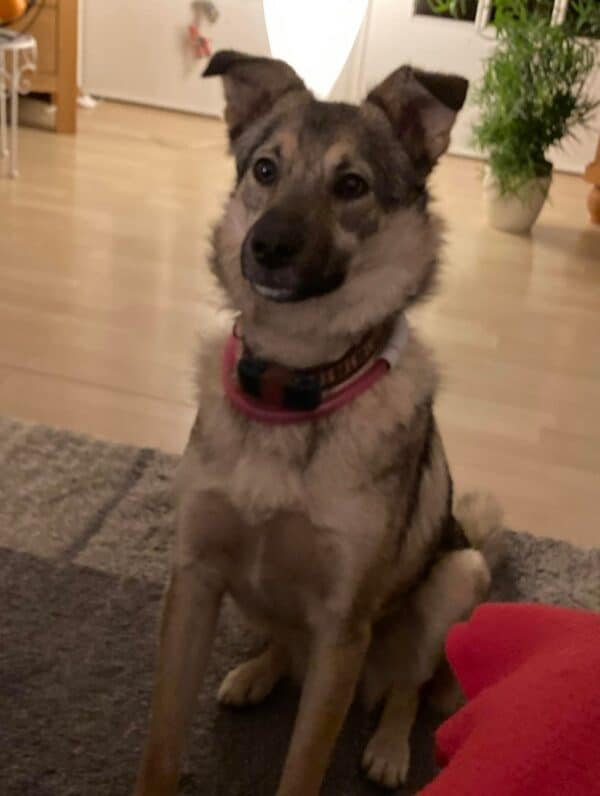 Shiro in 24354 Rieseby - vermittelt – Bild 6