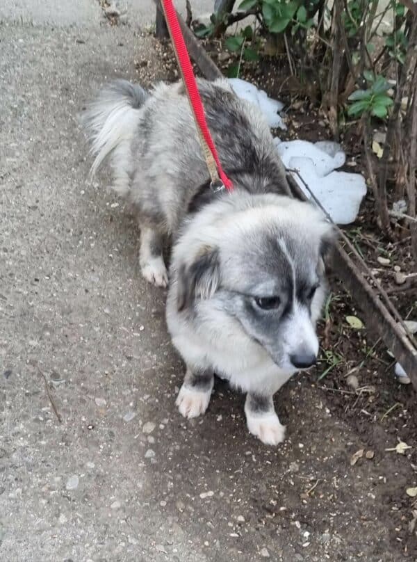 HOLLY (*Sascha) - reserviert Tierhilfe Lebenswert DR 28.02. - vermittelt – Bild 3