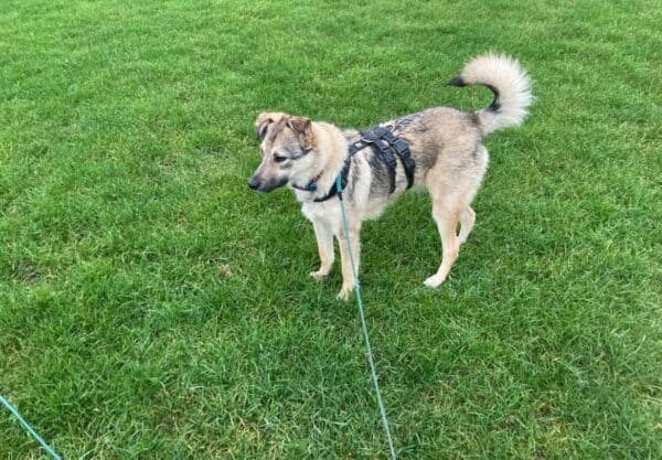 Shiro in 24354 Rieseby - vermittelt – Bild 4