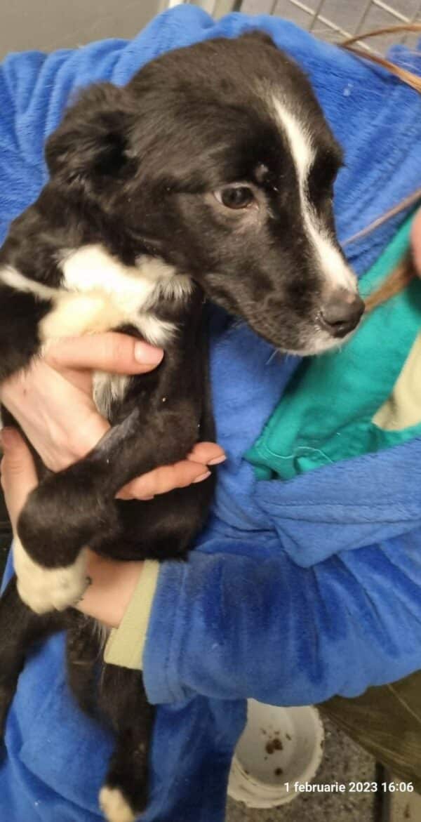 LUNI – reserviert Tierhilfe Lebenswert DR 13.02. - vermittelt – Bild 2