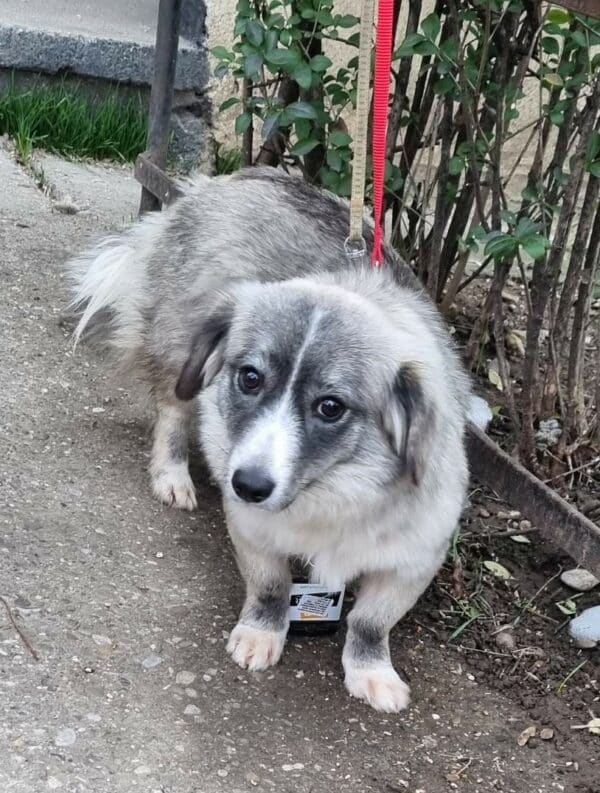 HOLLY (*Sascha) - reserviert Tierhilfe Lebenswert DR 28.02. - vermittelt