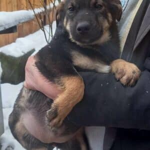 AGATHA - reserviert Tierhilfe Lebenswert DR 18.02. - vermittelt